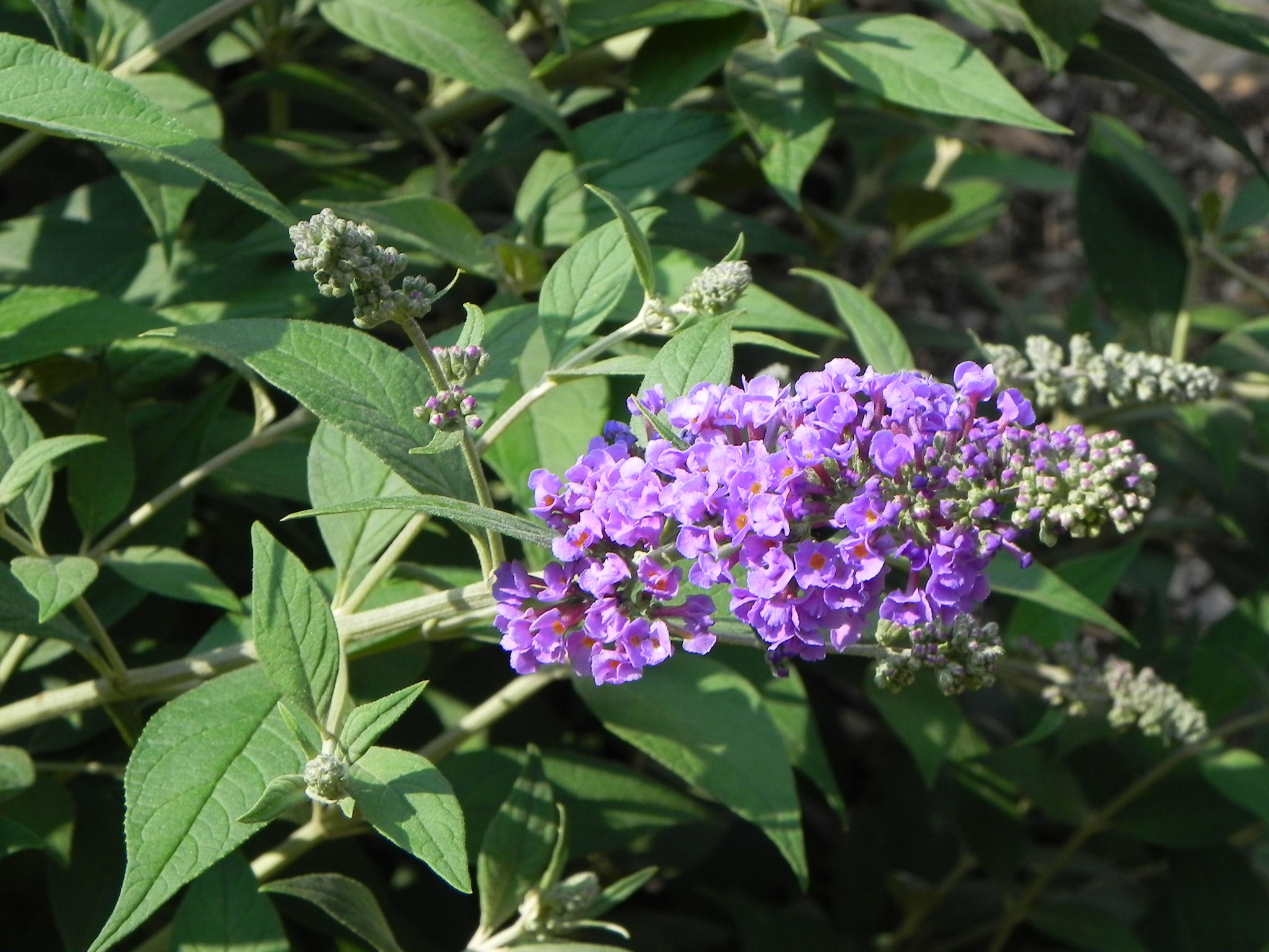 Butterfly Bush | Nature Photo Gallery