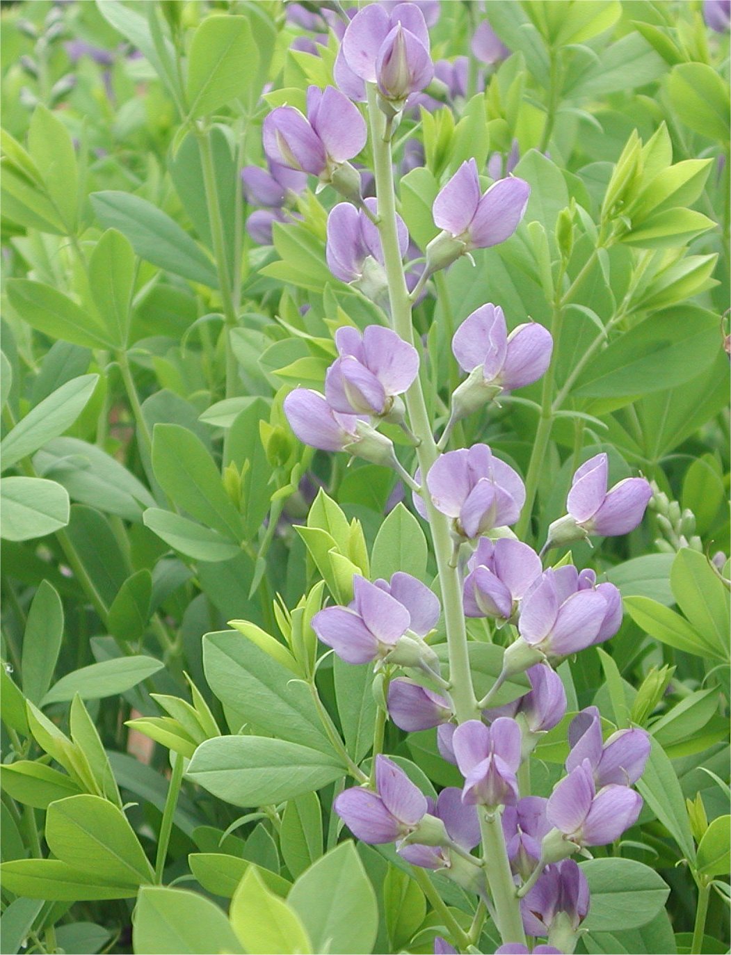 Flowers of False Indigo | Nature Photo Gallery