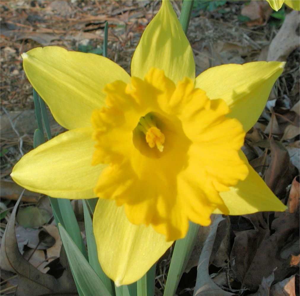 Daffodil Narcissus Yellow Flower  Nature Photo Gallery