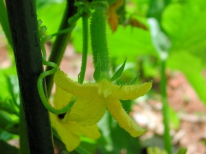 Female Flower of Cucumber