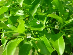 Flowers of Longstalk Holly