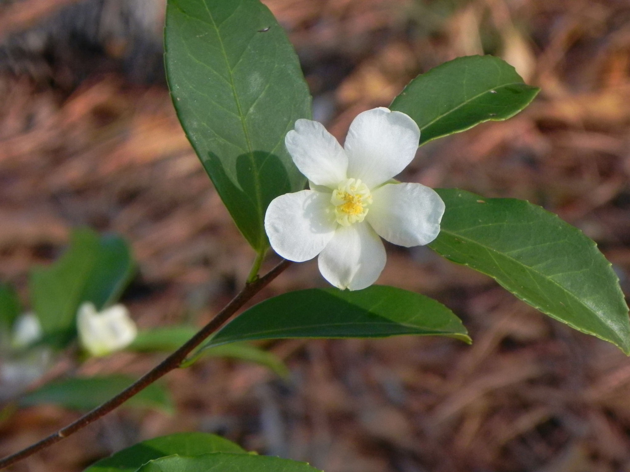 White Flowers of Taiwan Camellia Nature Photo Gallery