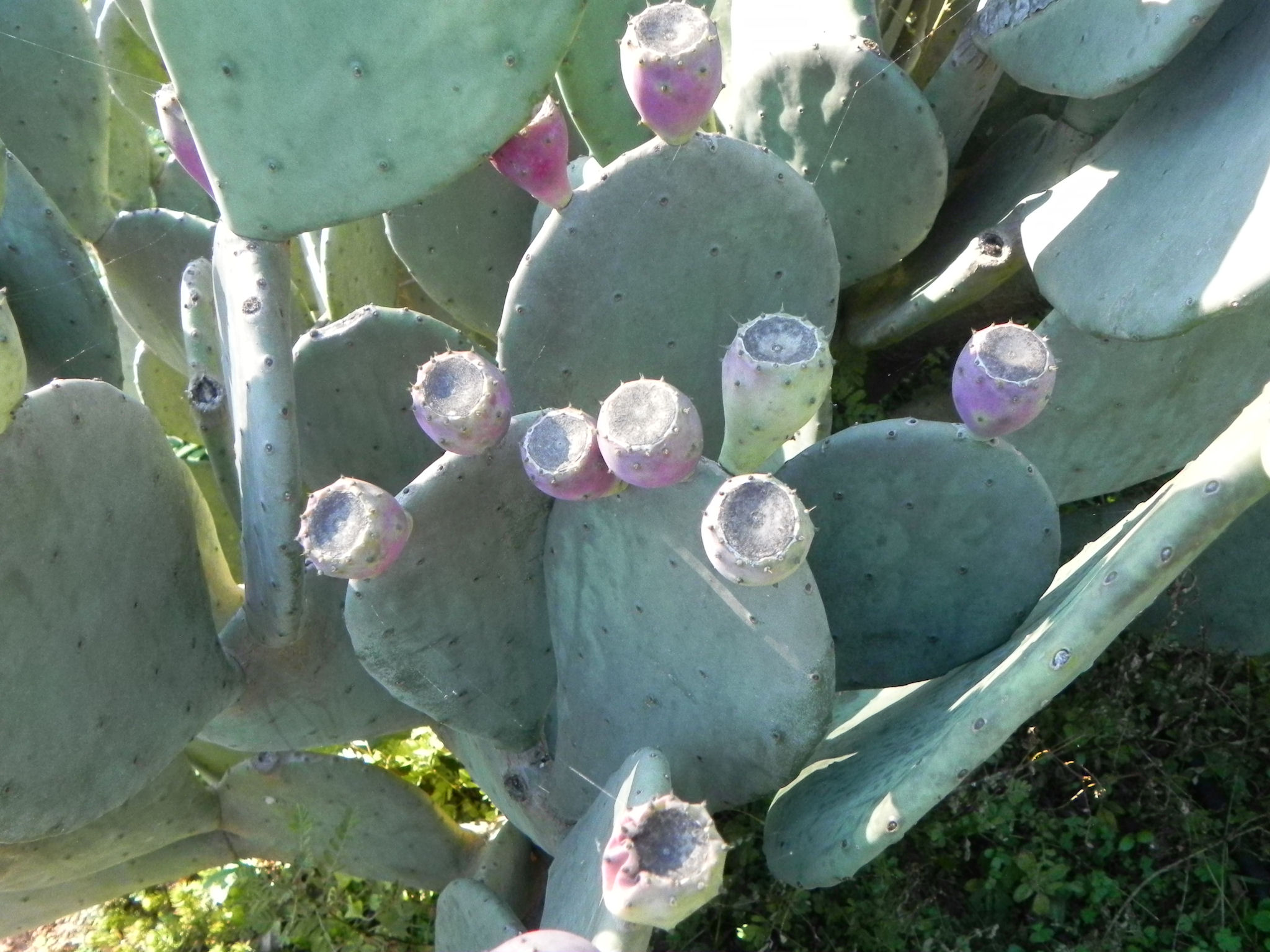 thornless prickly pear | nature photo gallery