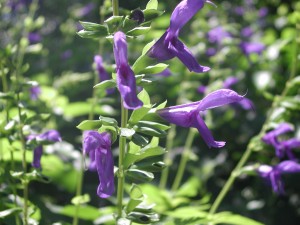 Purple Flowers of Anise Scented Sage