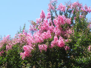 Flowers of Crape Myrtle