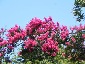 Flowers of Crape Myrtle