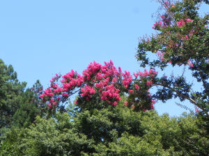 Flowers of Crape Myrtle