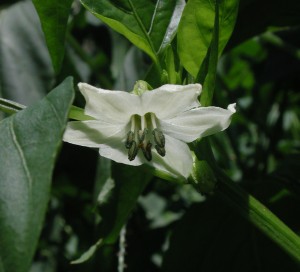 Flower of Yellow Pepper