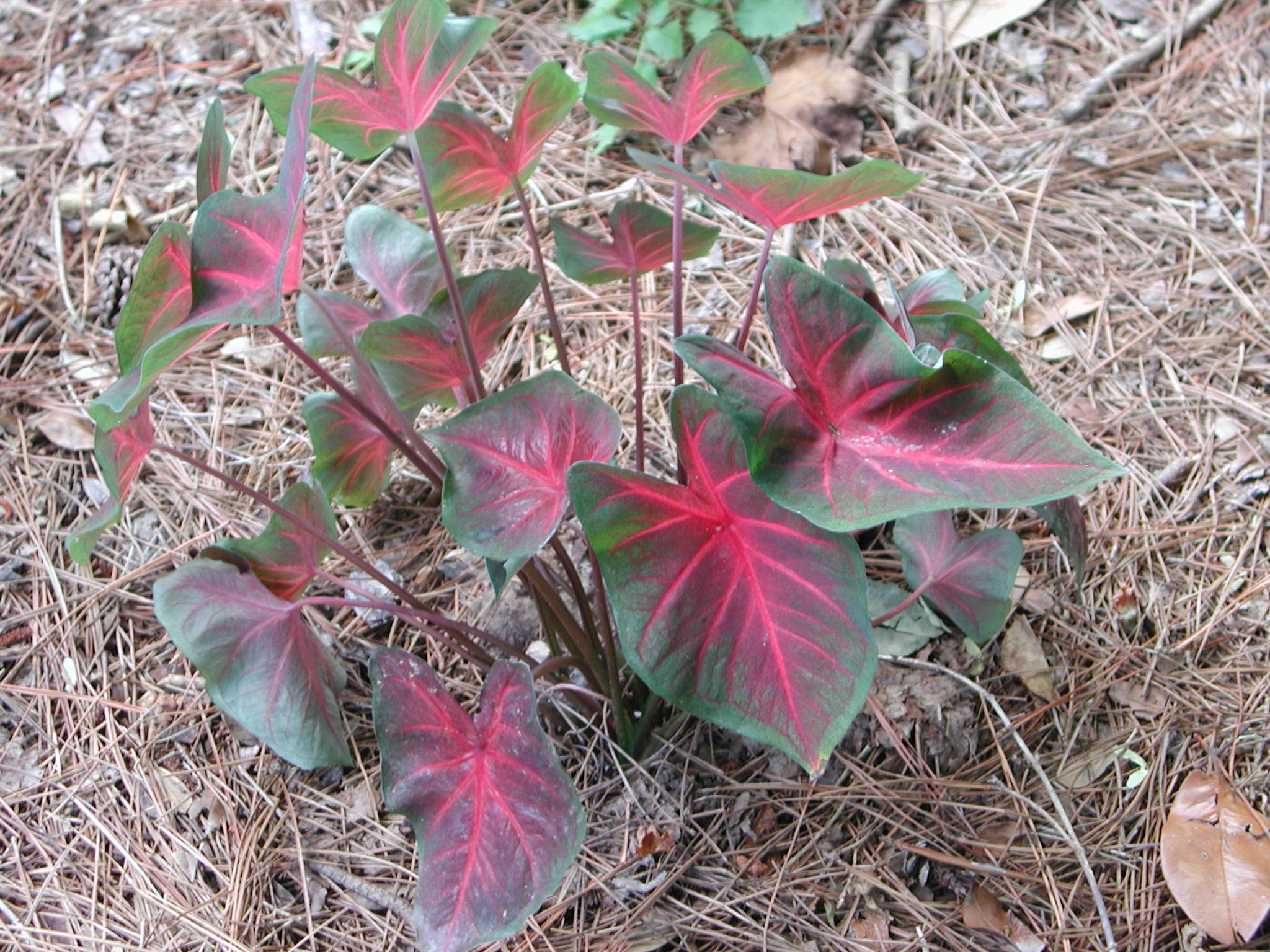 Redish Caladium Leaves Nature Photo Gallery