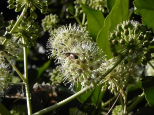 A Bee and Flowers of Japanese Fatsia
