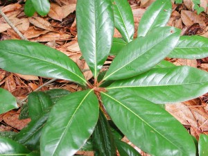 Southern Magnolia
