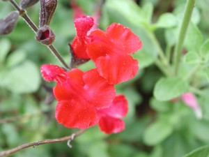 Red Cherry Sage Flowers
