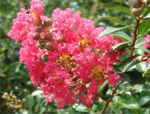 Flowers of Crape Myrtle Flowers of Crape Myrtle