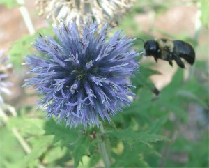 Globe Thistle and a Bumble Bee
