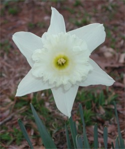 White Doffodil (Narcissus) Flower