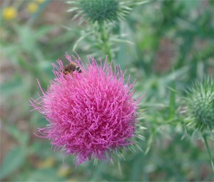 Thistle and a Honey Bee