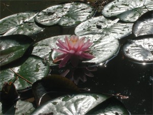 Pink Tropical Water Lily and leaves