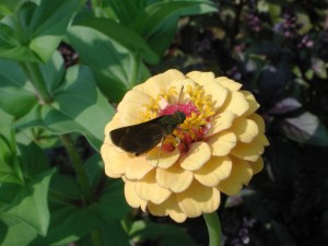 Zinnia and Butterfly