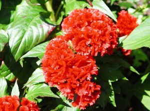 Red Cocks Comb Flowers