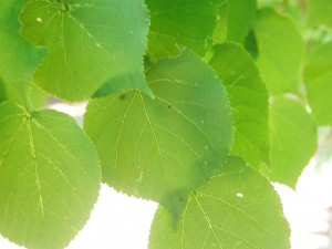 Leaves of Crimean Linden