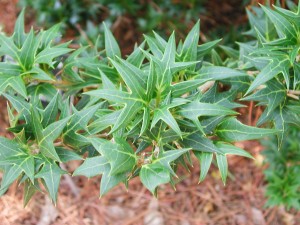 Young Leaves of False Holly Tea Olive