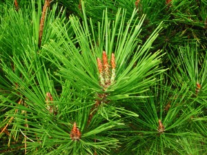 Leaves of Japanese Red Pine