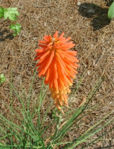 Red Hot Poker – Torch Lily