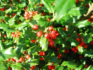 Red Berries of China Girl Holly