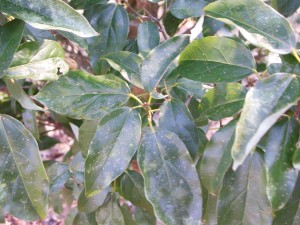 Leaves of Evergreen Maple