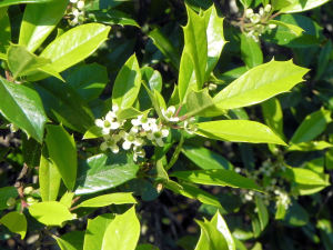 Foster's Holly
