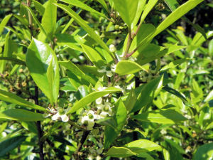 Foster's Holly
