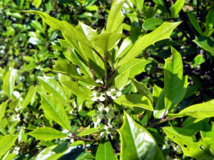 Foster's Holly