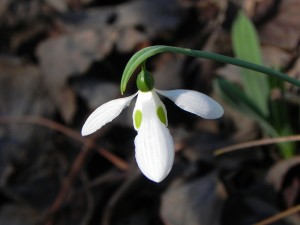 Flower of Snow Drop