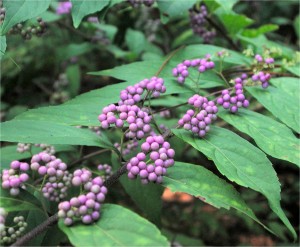 Purple Beautyberry