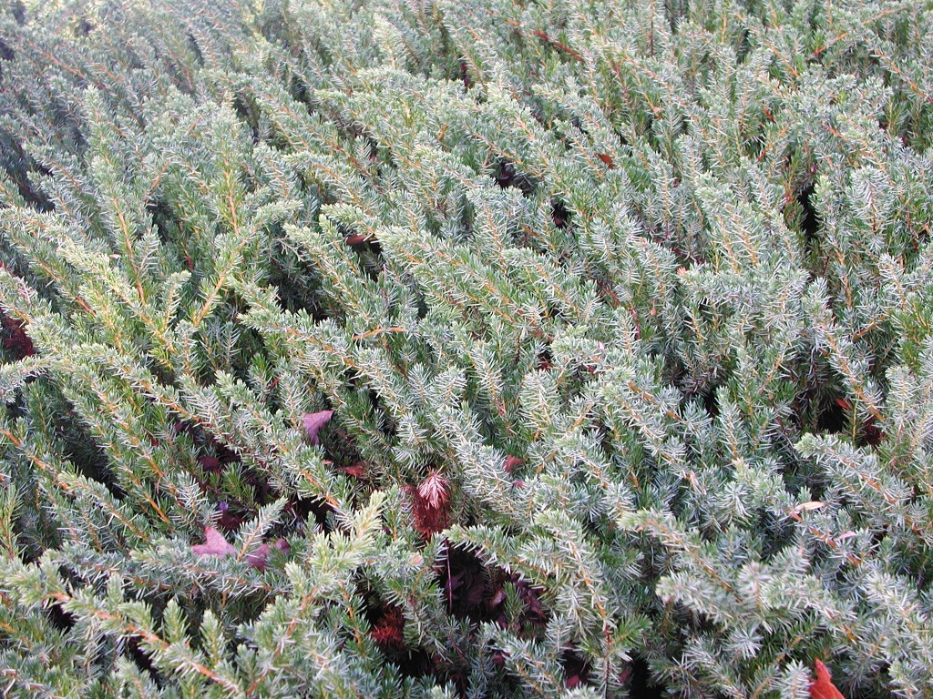 Creeping Juniper Nature Photo Gallery