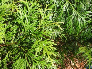Leaves of Incense Cedar