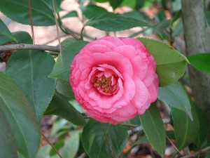 Pink Flower of Japanese Camellia