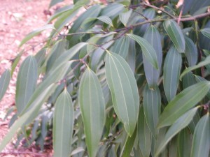 Leaves of Camphor Tree