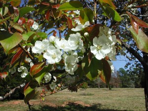 Flowers of Common Pear