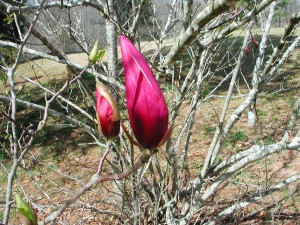 Flower Bud of Lily Magnolia