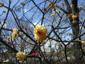 Flowers of Paperbush