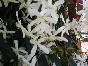 Flowers of Evergreen Clematis