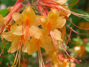 Flowers of Florida Azalea Flowers of Florida Azalea