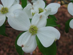 Flowers of Flowering Dogwood