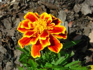 Flower of French Marigold