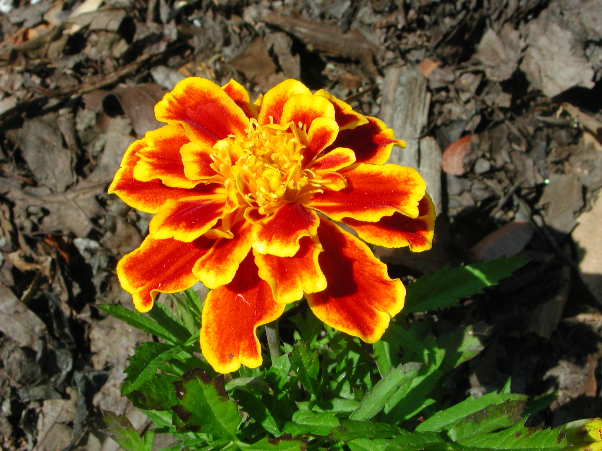Flower of French Marigold Nature Photo Gallery