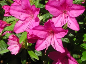 Korean Azalea Korean Azalea
