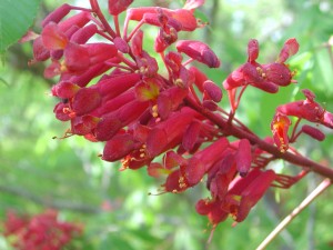 Red Flowers of Painted Backeye