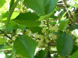 Flowers of  American Holly