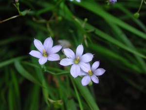 Flowers of Blue Eyed Grass